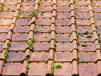 effective tips moss removal roof